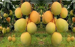 भागलपुर-का-आम